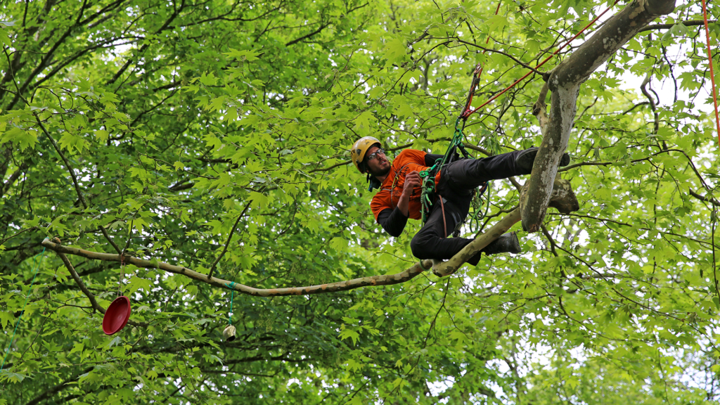 rencontre nationale des arboristes